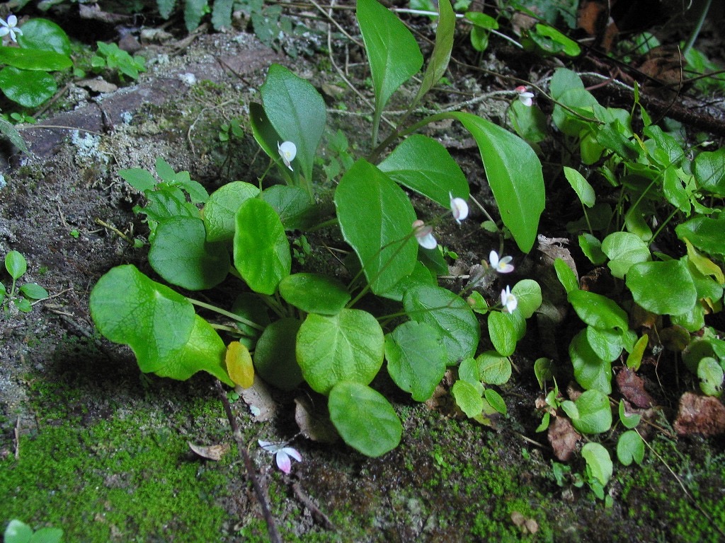 B. speluncae